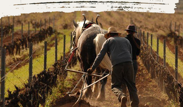 spécialiste du vin nature